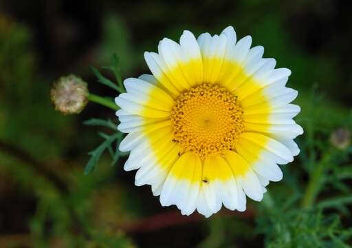 Image of Crown daisy