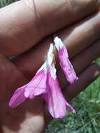 Image of Dierama dracomontanum Hilliard