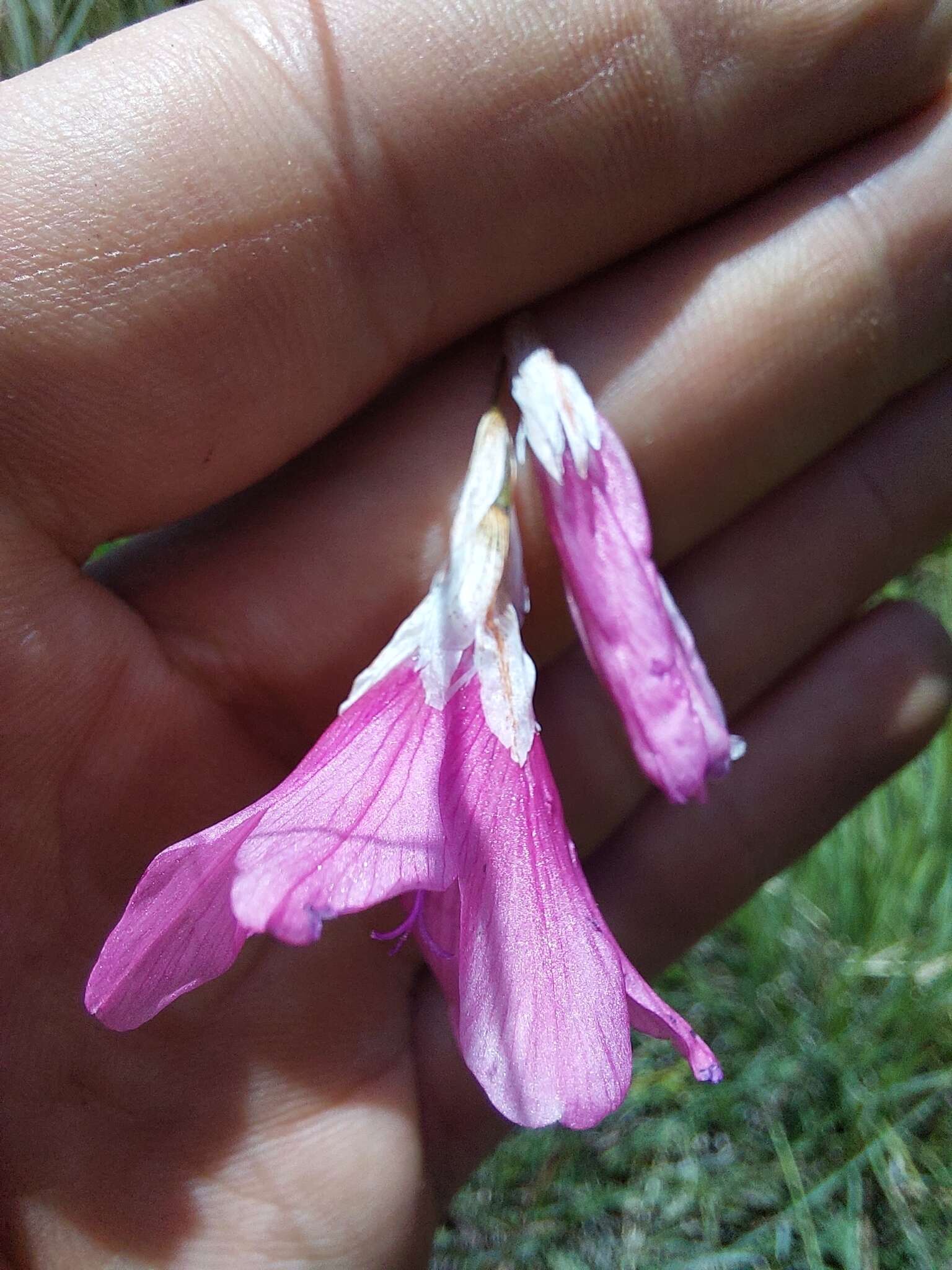 Image of Dierama dracomontanum Hilliard