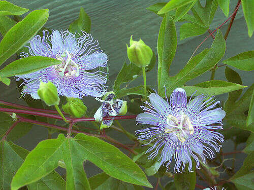 Image of Maypop