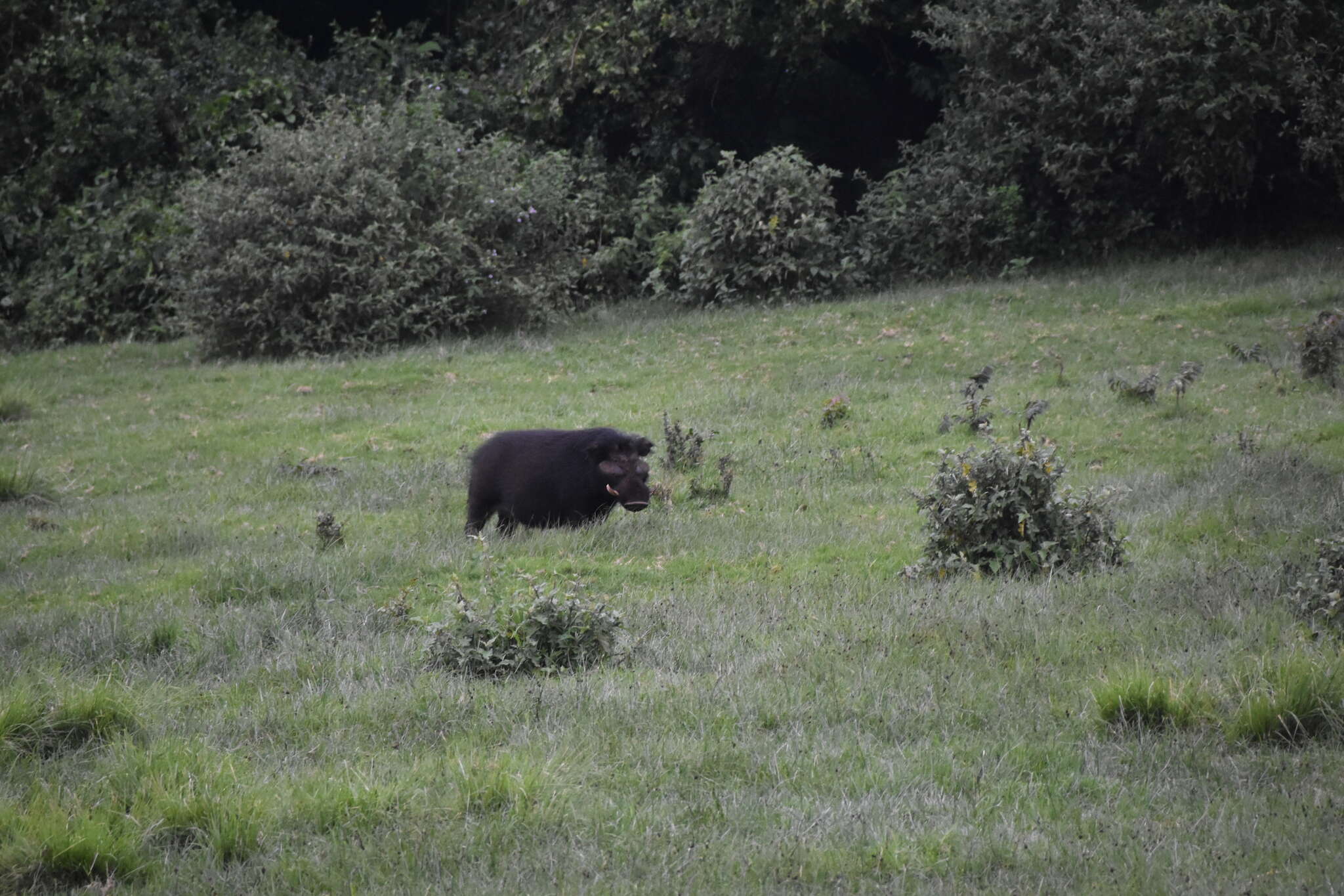 Image of Giant Forest Hogs