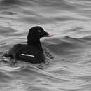 Image of White-winged Scoter