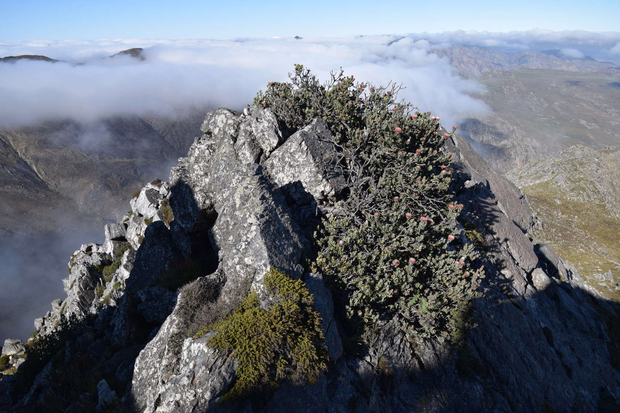 Image of Protea rupicola Mund ex Meissn.