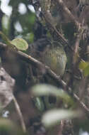 Image of Streak-necked Flycatcher