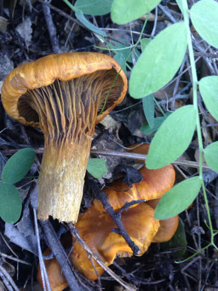 Image of western jack-o'-lantern mushroom