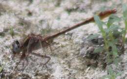 Image of Phanogomphus cavillaris (Needham 1902)