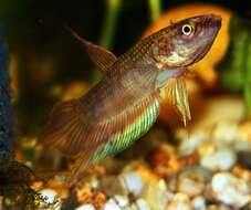 Betta dimidiata Roberts 1989 resmi