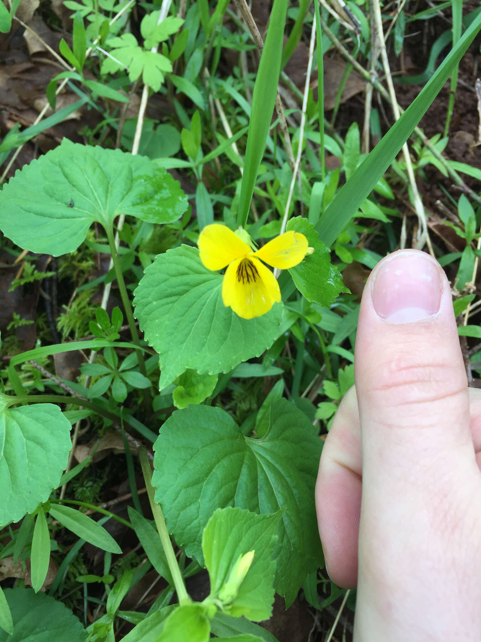 Image of Pioneer Violet