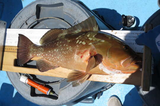 Epinephelus morio (Valenciennes 1828) resmi