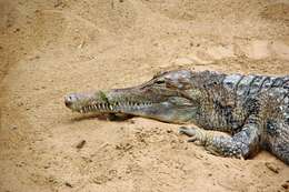 Image of Tomistoma