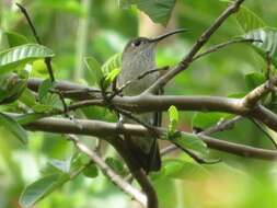 Image of Spot-throated Hummingbird