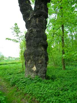 Image of Black Poplar