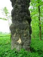 Image of Black Poplar