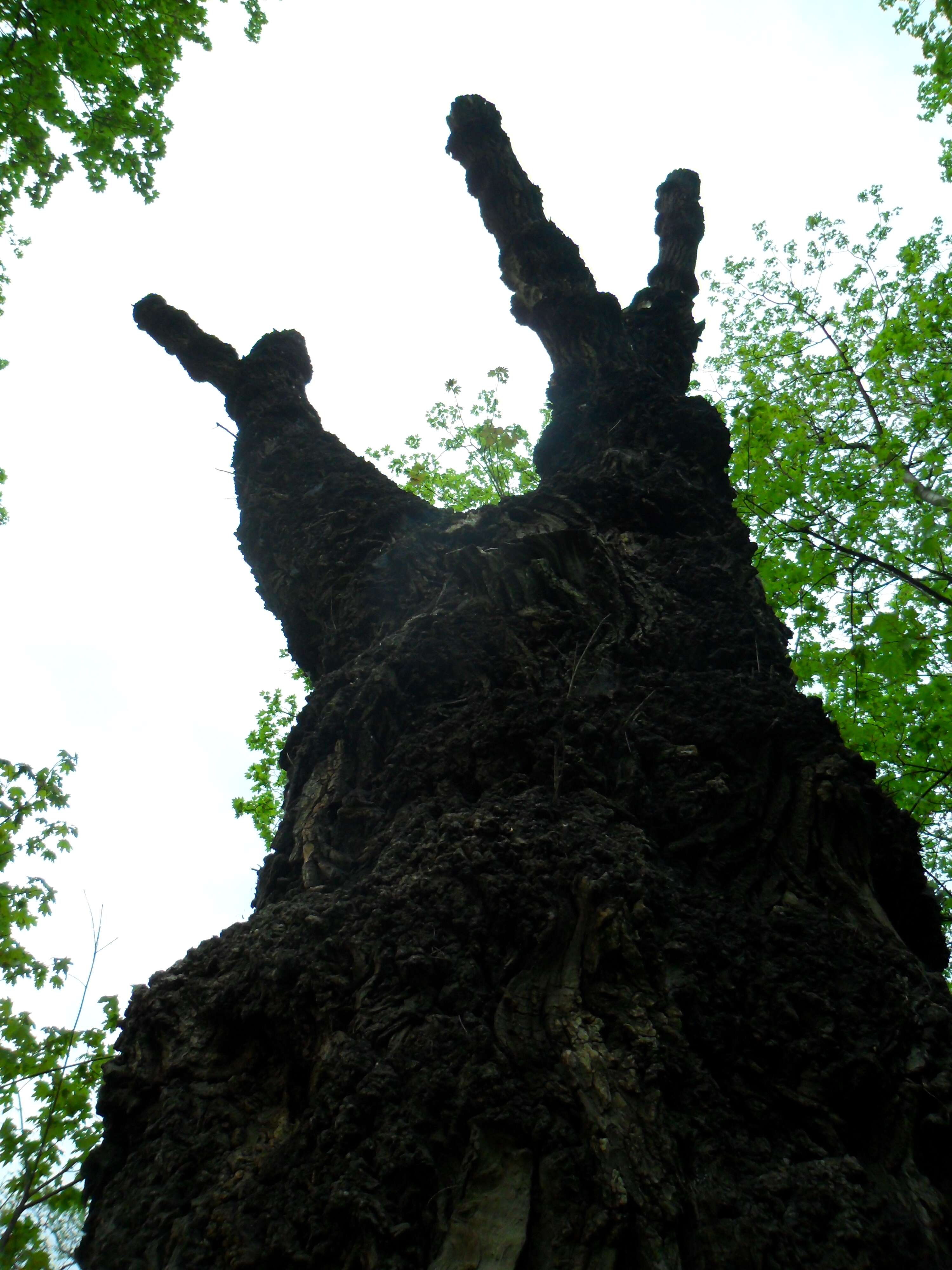 Image of Black Poplar