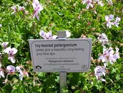 Image of Peltated Geranium