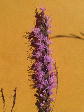 Слика од Liatris punctata var. mucronata (DC.) B. L. Turner