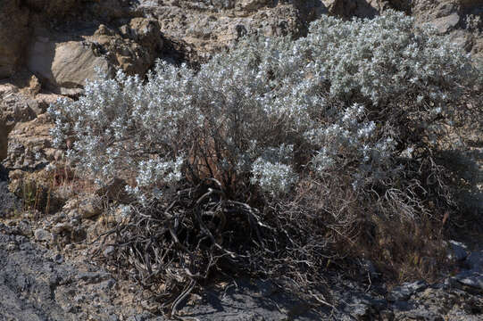 Image de Salvia funerea M. E. Jones