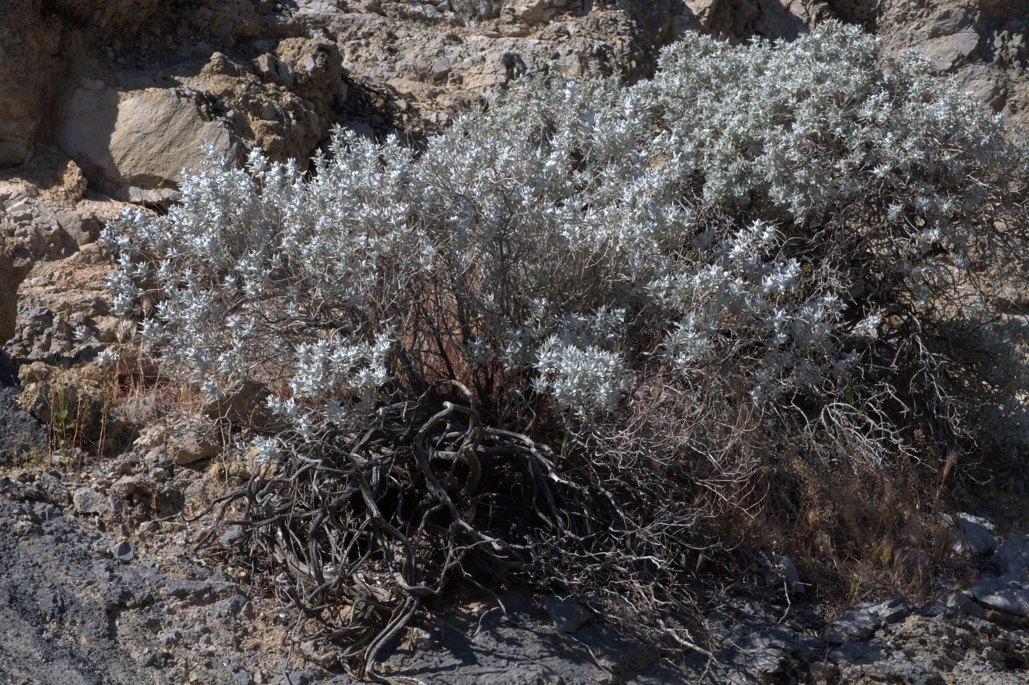 Image of woolly sage