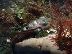 Image of Brown-lined Puffer