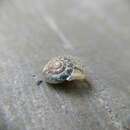 Image of girdled snail