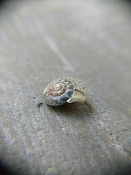 Image of girdled snail