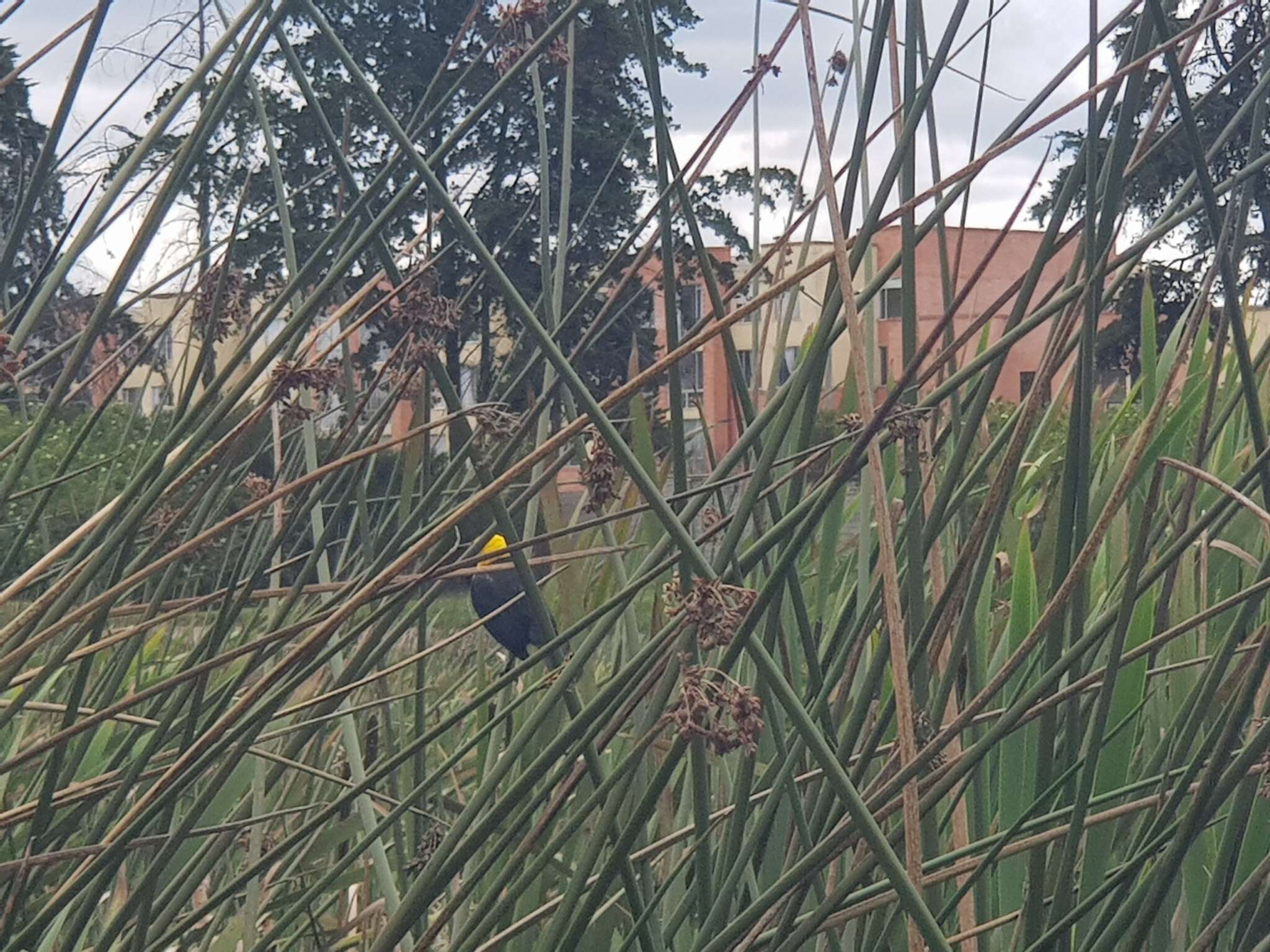 Image of Yellow-hooded Blackbird