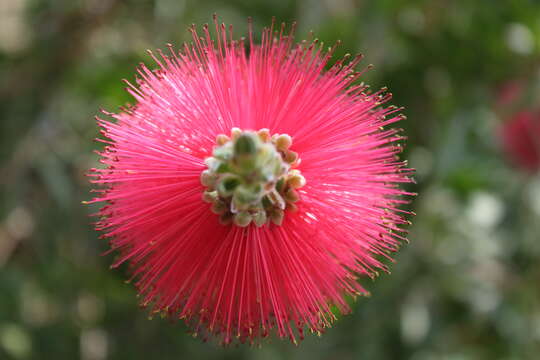 صورة Callistemon citrinus (Curtis) Skeels