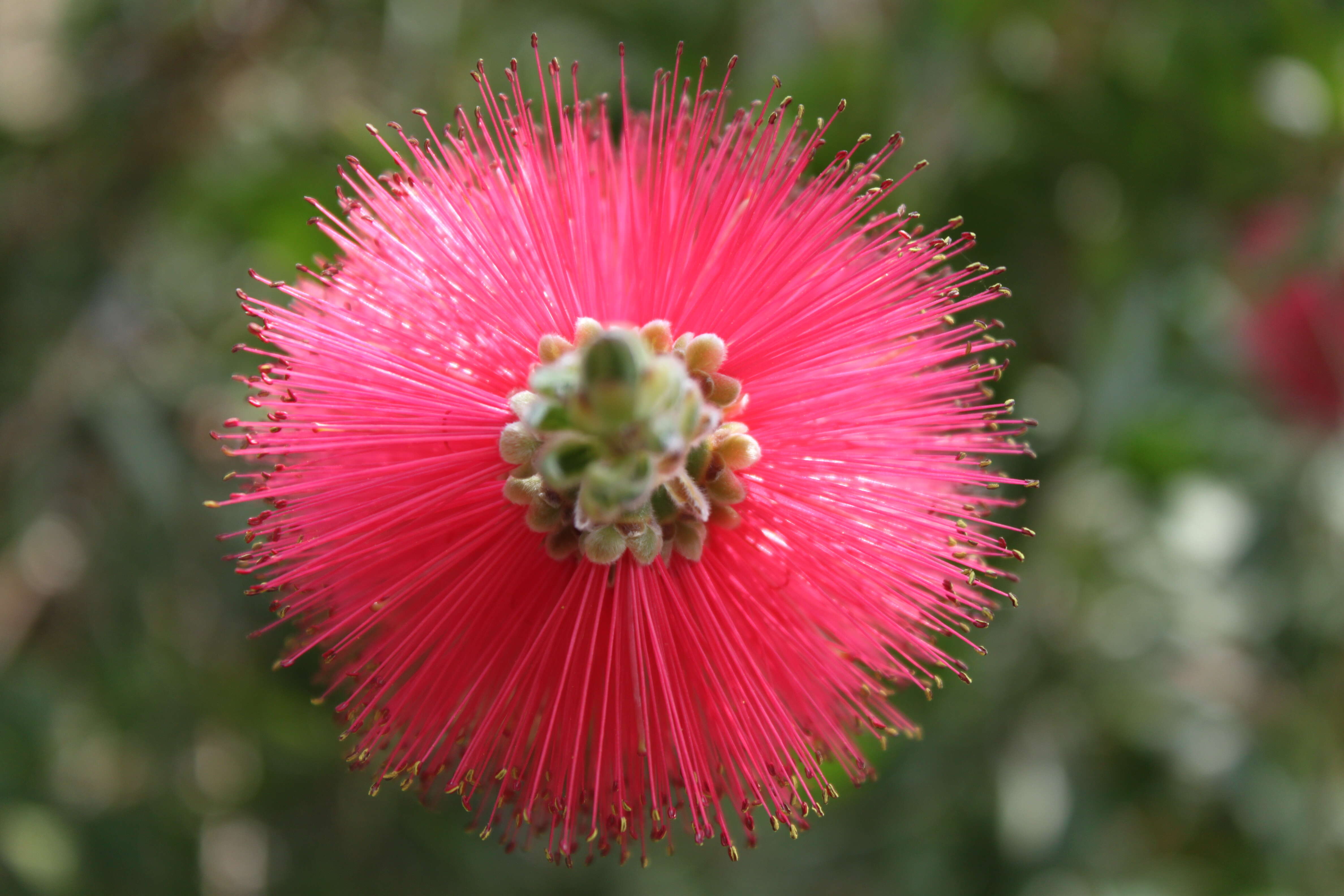 صورة Callistemon citrinus (Curtis) Skeels