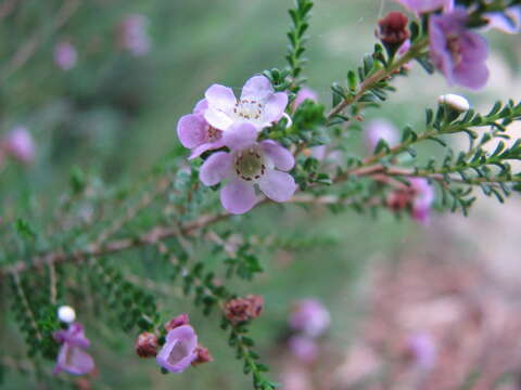 Thryptomene baeckeacea F. Müll.的圖片