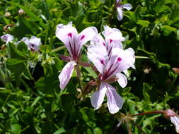 Imagem de Pelargonium peltatum (L.) L'Her.