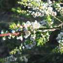 Thryptomene hyporhytis Turcz.的圖片