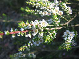 Sivun Thryptomene hyporhytis Turcz. kuva