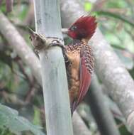 Image of Rufous-headed Woodpecker