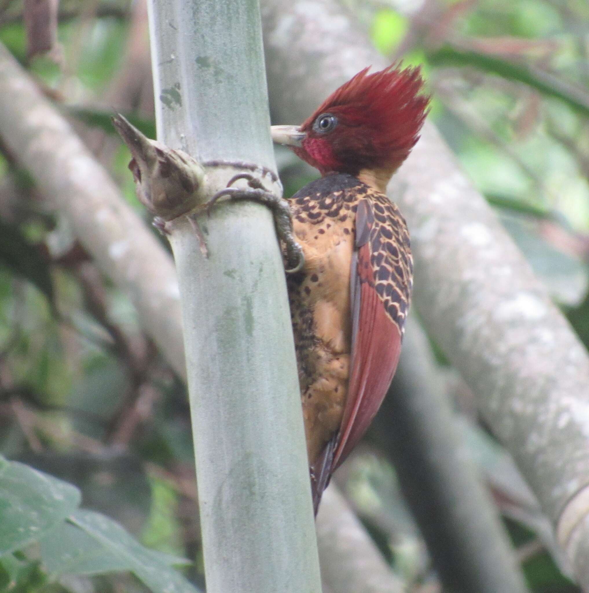 Image of Rufous-headed Woodpecker