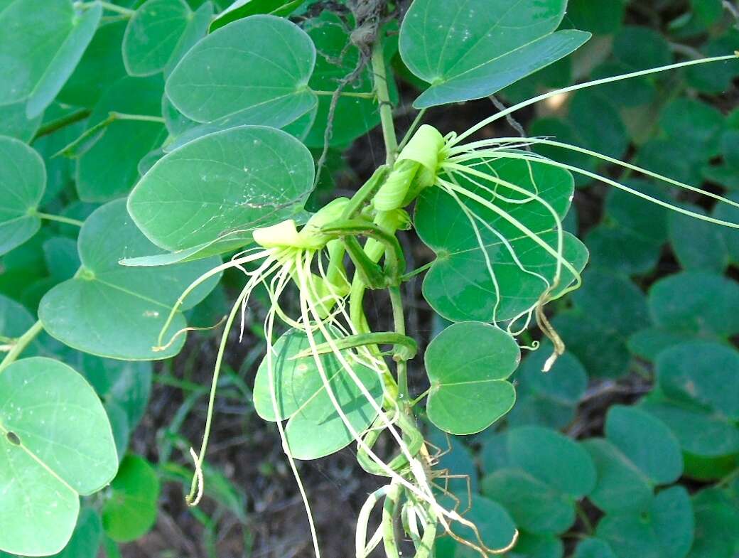 Plancia ëd Bauhinia pauletia Pers.