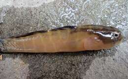 Image of Naked Goby