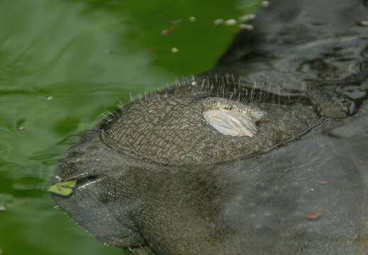 Image of manatees