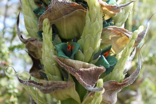 Image of Puya berteroniana Mez