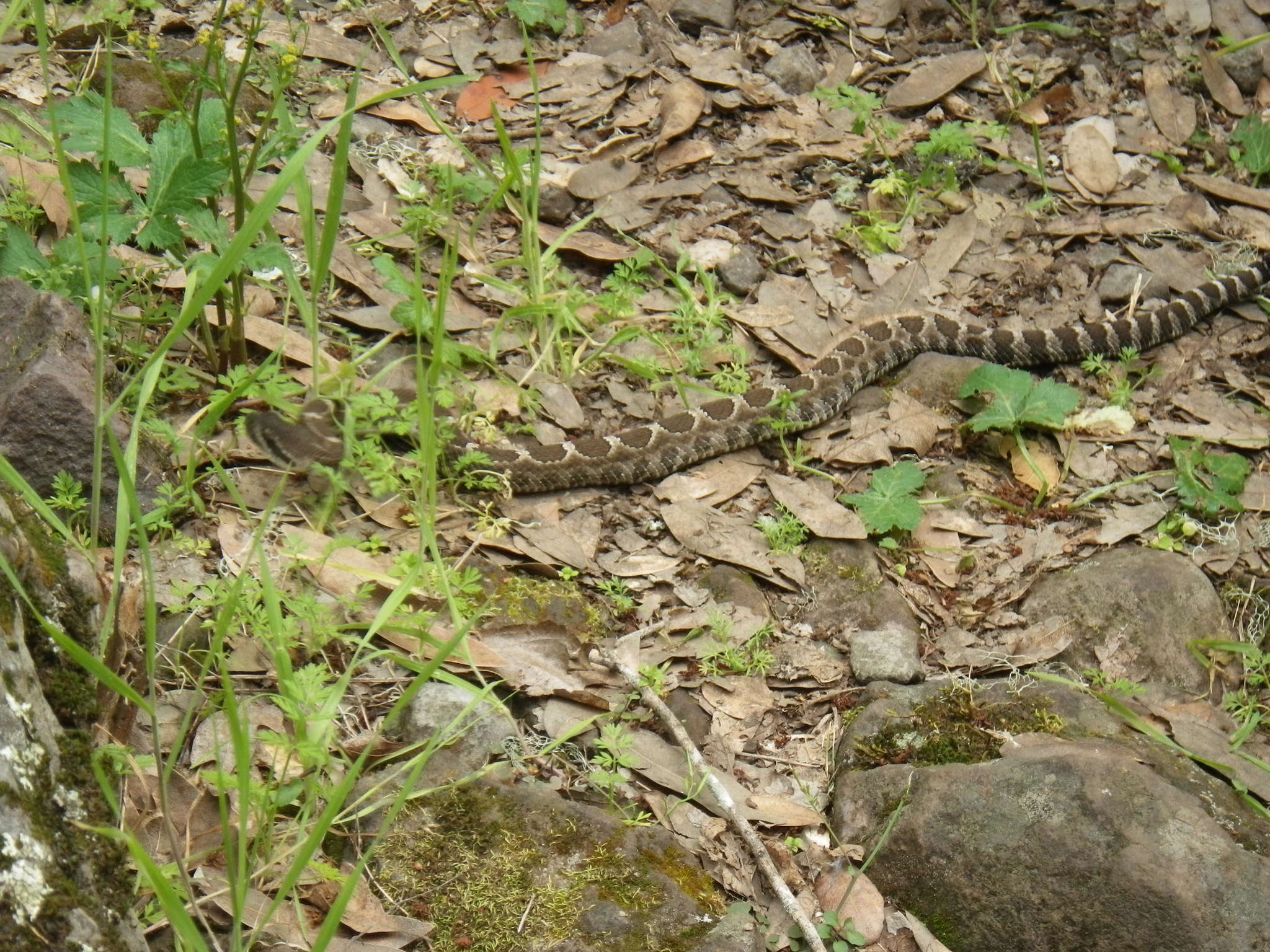 Image of Crotalus oreganus oreganus Holbrook 1840