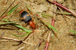 صورة Pheropsophus (Pheropsophus) aequinoctialis (Linnaeus 1763)