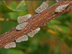 Image of Citrus Flatid Planthopper