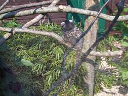 Image of Common Marmoset