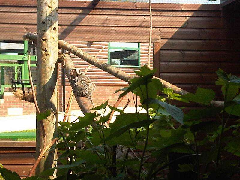 Image of Common Marmoset