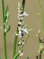 Imagem de Salvia pallida Benth.