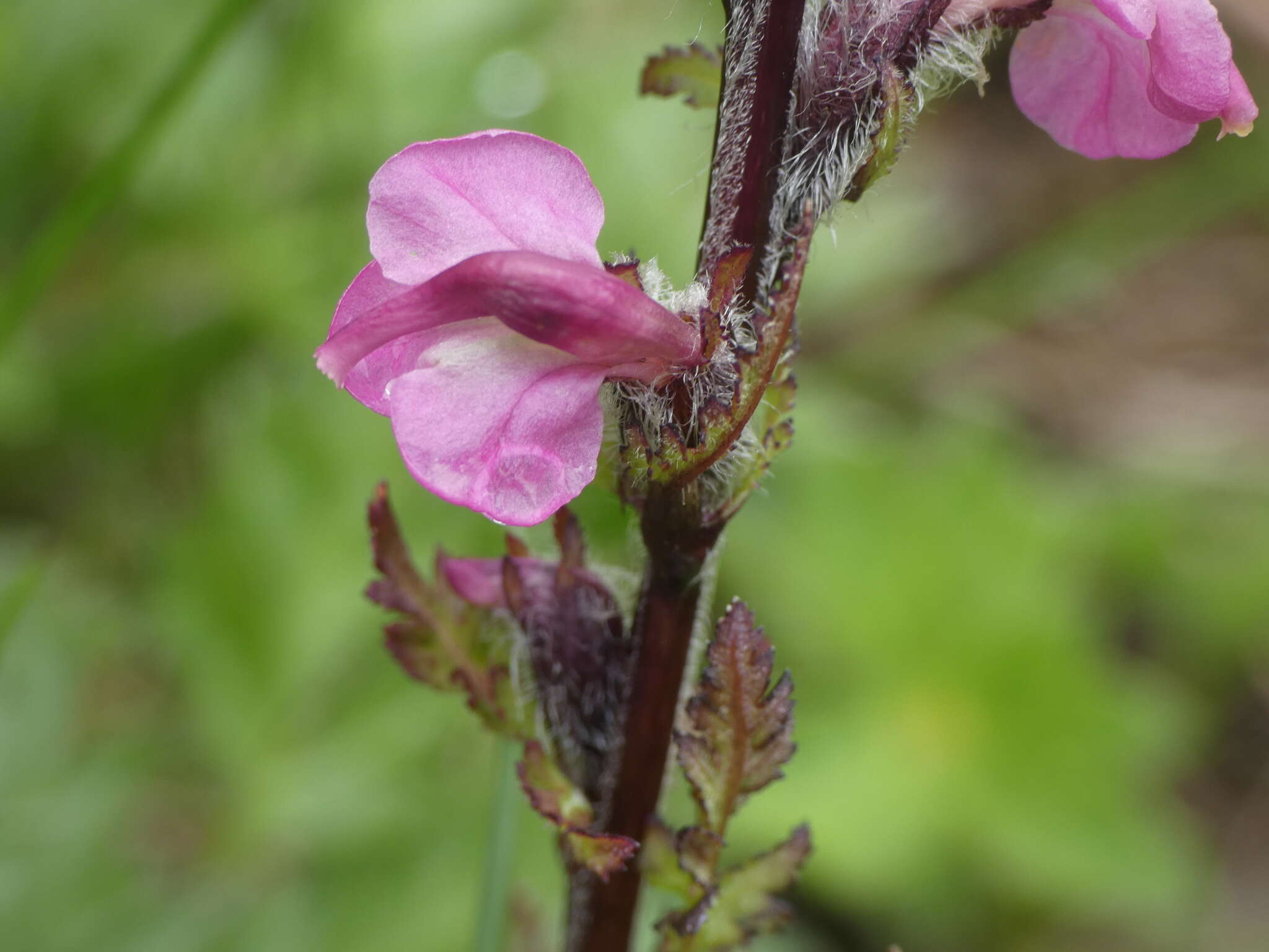 Image of Pedicularis rostratospicata subsp. helvetica (Steininger) O. Schwarz