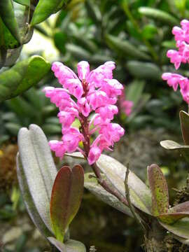 Image of Aerides ringens (Lindl.) C. E. C. Fisch.