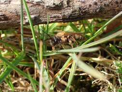 Image of Andrena bimaculata (Kirby 1802)