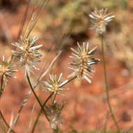 Image of Ptilotus fusiformis (R. Br.) Poir.