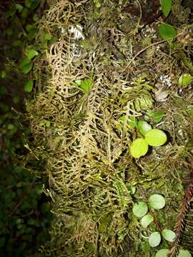 Image of Dendromastigophora flagellifera (Hook.) R. M. Schust.