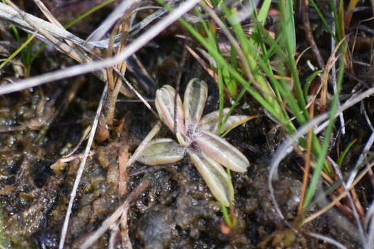 Image of Pinguicula lusitanica L.